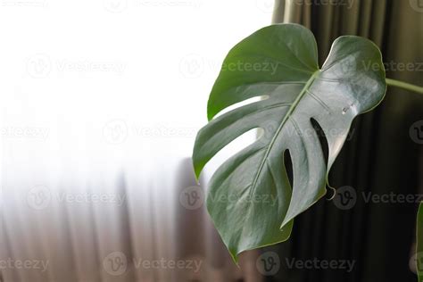 Monstera Flower Monstera Delicious Or Swiss Cheese Plant In Pot Tropical Leaves Background