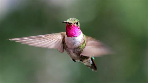 Hummingbirds Navigate an Ultraviolet World We Never See - The New York ...