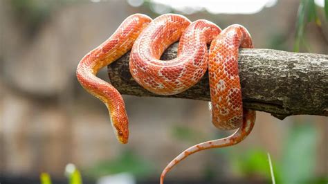 6 Best Substrates For Ball Pythons 5 To Avoid