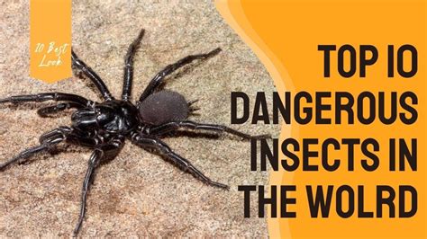 Top 10 Dangerous Insects All Over The World 10 Best Look Youtube