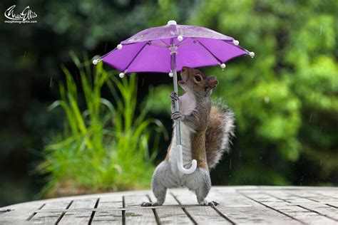 Photographer Gets Squirrel to Pose with a Tiny Umbrella on a Rainy Day ...