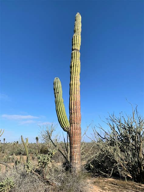 Mexican Giant Cactus From Muleg B C S M Xico On March At