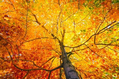 Best Places To View Fall Foliage In Vermont Heney Realtors