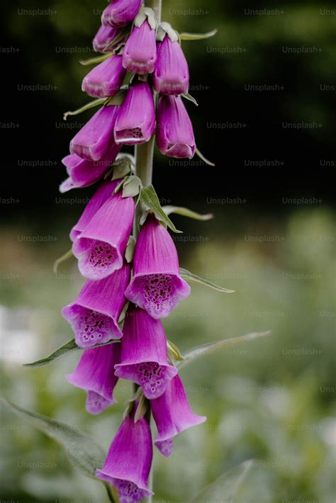 Purple foxglove flowers bloom in a natural setting. photo – Flower