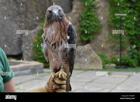 Close up of a red tailed hawk Stock Photo - Alamy