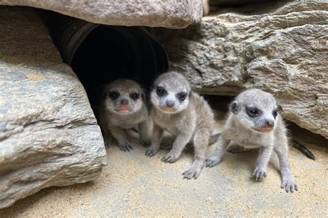 New at the Zoo: Meet Our Meerkat Pups | Smithsonian's National Zoo and ...