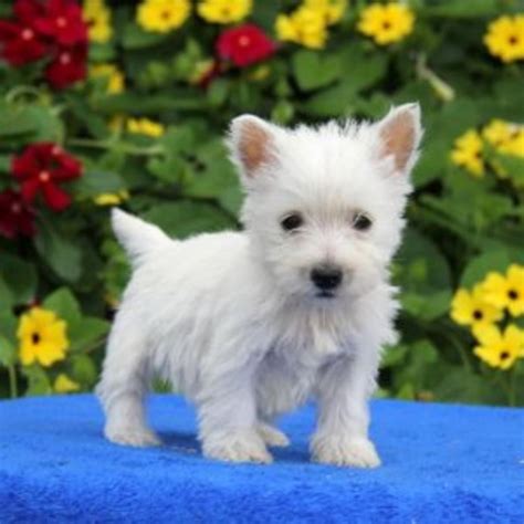 West Highland White Terrier Puppies For Sale Westside Fl