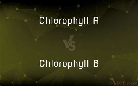 Chlorophyll A Vs Chlorophyll B — Whats The Difference