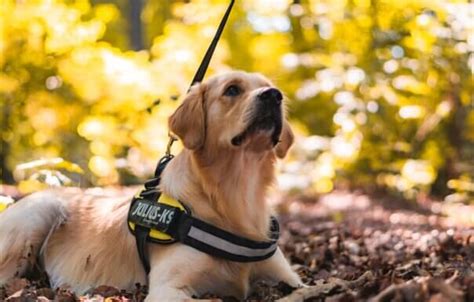 Best Service Dogs Top 5 Helpful Hounds Most Recommended By Experts