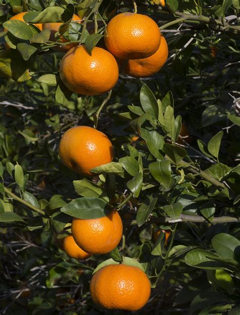 Citrus Reticulata - Tere Fruit