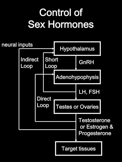 PPT Sex Hormones The Brain And Behavior PowerPoint Presentation