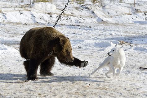 Bear Chained To Tree And Being Savaged By Dogs In Russian Hunting