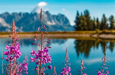 Beautiful alpine flowers at the famous Hartkaiser summit, Ellmau ...