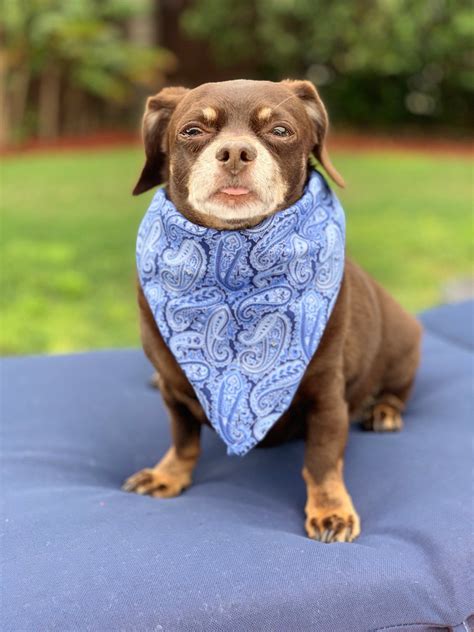 Dog Bandana Bandana For Dogs Dog Cotton Bandana Etsy Dog Bandana