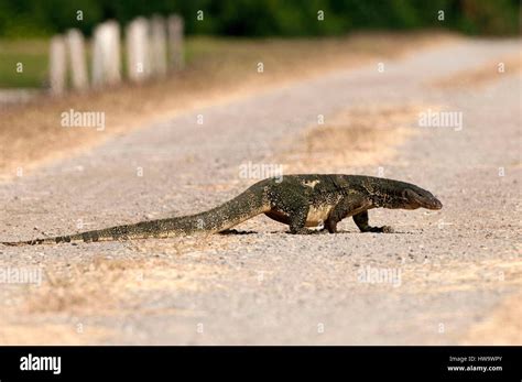 Thailand Water Monitor Lizard Varanus Salvator Stock Photo Alamy