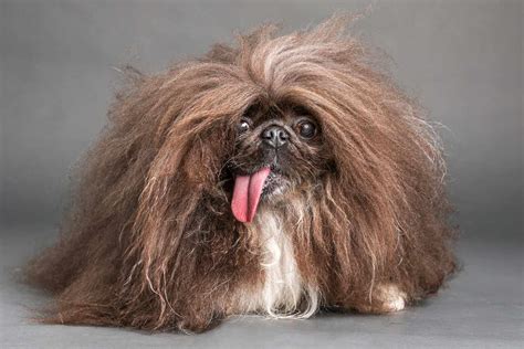 A Pekingese Named Wild Thang Wins the 2024 World's Ugliest Dog Contest