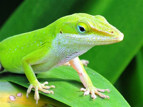 Can You Keep Garden Lizards As Pets Fasci Garden