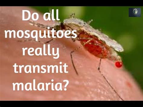 Do All Mosquitoes Transmit Malaria YouTube