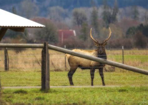 Elk Bull Elk Making Itself At Home Alana Black Flickr