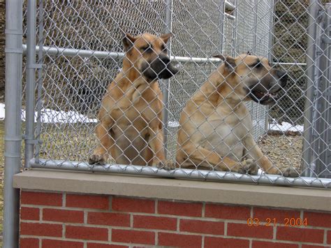 Photos Saxonburg Kennels