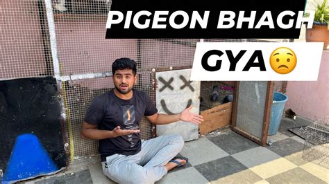 Pigeon Ne Aaj Pareshaan Kar Diya Petsvlog YouTube