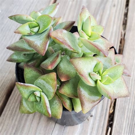 Crassula Conjuncta 2 Inch Succulent Live Plant Ivory Towers Houseplant Plants And Seedlings