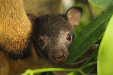 Lumholtz's Tree-kangaroo joey born at Port Douglas zoo