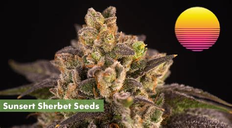 Where to Buy the Sunset Sherbet Seeds Online - 10Buds