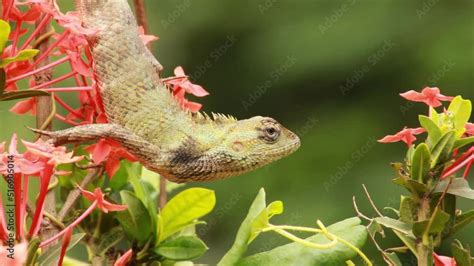 Common Indian Garden Lizard Or Oriental Garden Lizard Or Calotes