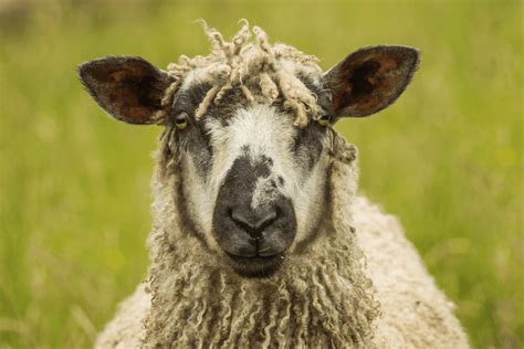 12 Best Sheep Breeds for Wool (With Pictures)