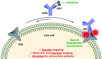 Real Time Imaging Of Cell Surface Proteins With Antibody Based