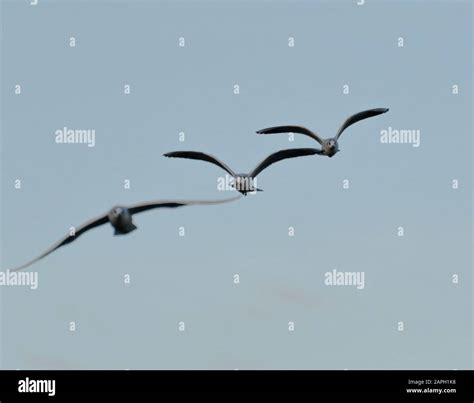 Three Black Headed Gulls In Winter Plumage Flying Over Black Swan Lake