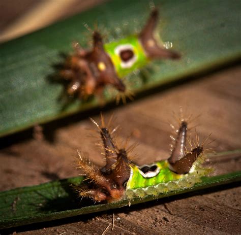 Saddleback Caterpillar Moth - Acharia stimulea by WanderingMogwai on DeviantArt