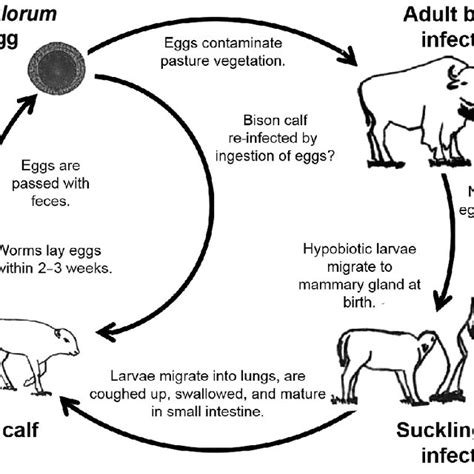 The Theoretical Life Cycle Of Toxocara Vitulorum In Bison After Download Scientific Diagram