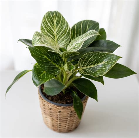 17 Best Tropical Houseplants For Indoors