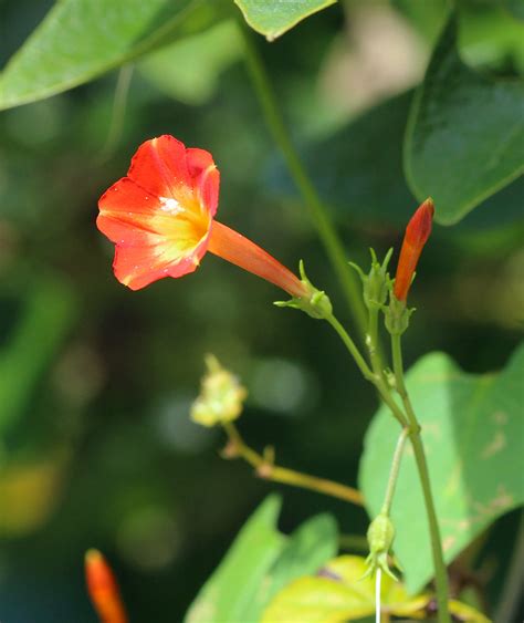 Red Morning Glory Red Morning Glory Ipomoea Coccinea Al Flickr