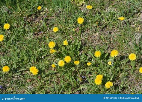 Photo Macro D Une Usine De Pissenlit Image Stock Image Du Mignon