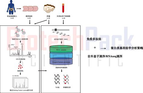 基于高精度质谱的免疫多肽组学分析及新抗原发现 知乎