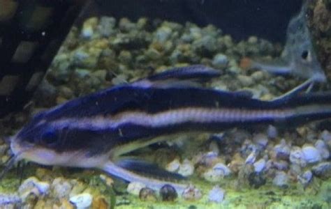 Striped Raphael Catfish - Catfish - Platyodras armatulus | Tank Facts