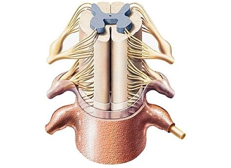 Diagramme de Schéma de la moelle épinière Quizlet