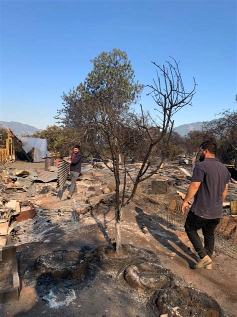 Activos Y Con Alerta Roja Se Mantienen Incendios Forestales En Lolol Y Santa Cruz