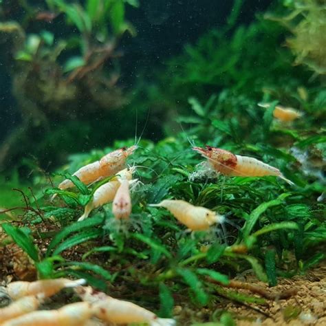 HOMEBRED CARIDINA SHRIMP - The Marketplace - The Shrimp Spot