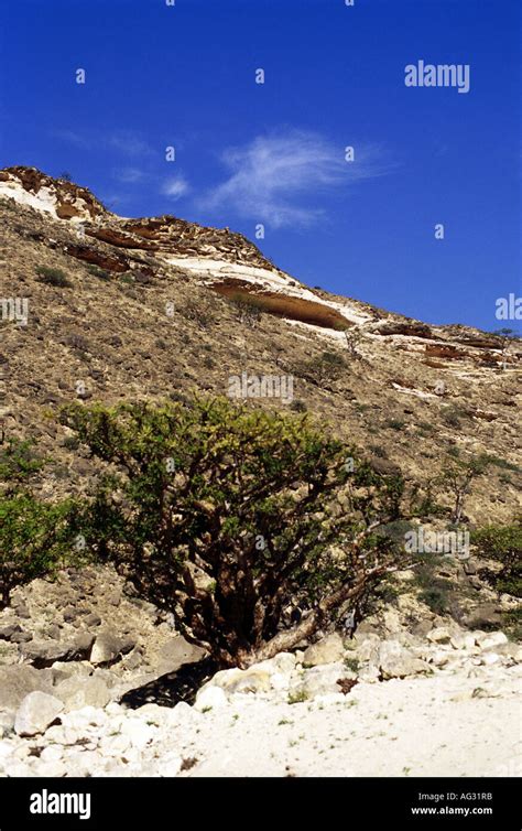 botany, Boswellia, Boswellia sacra, tree, desert landscape, Oman, Additional-Rights-Clearance ...