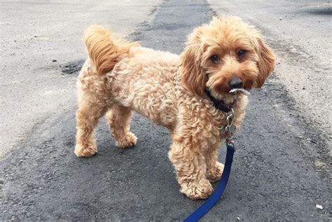 All About the Dachshund Poodle Mix (Doxiepoo)!