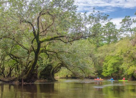 Paddling The Withlacoochee River N Florida Paddle Notes