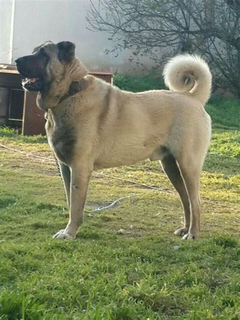 Kangal Kangal Köpeği Köpek Türleri Köpek