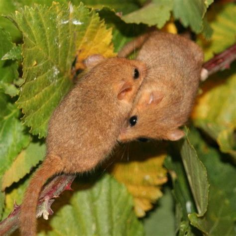 Pin By Ellen Bounds On DORMICE