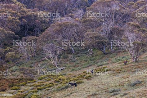 Snowy Mountains Brumbies View Near Thredbo In Australia Stock Photo ...