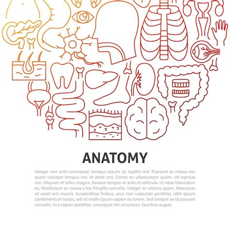 Premium Vector Anatomy Line Concept