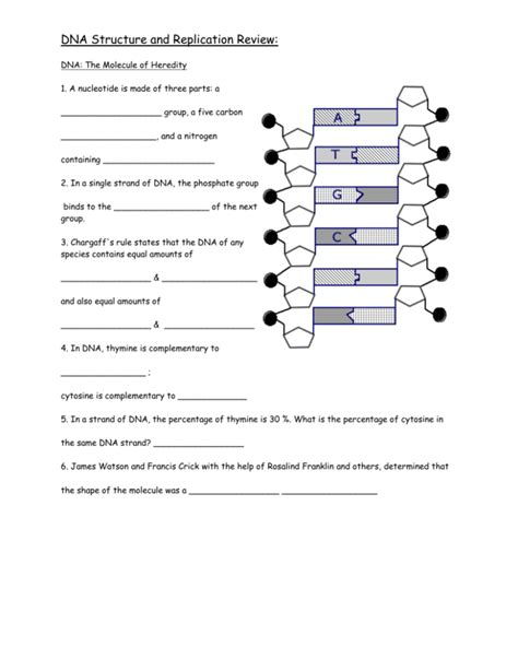 Dna Structure And Replication Worksheet Answer Key — Db